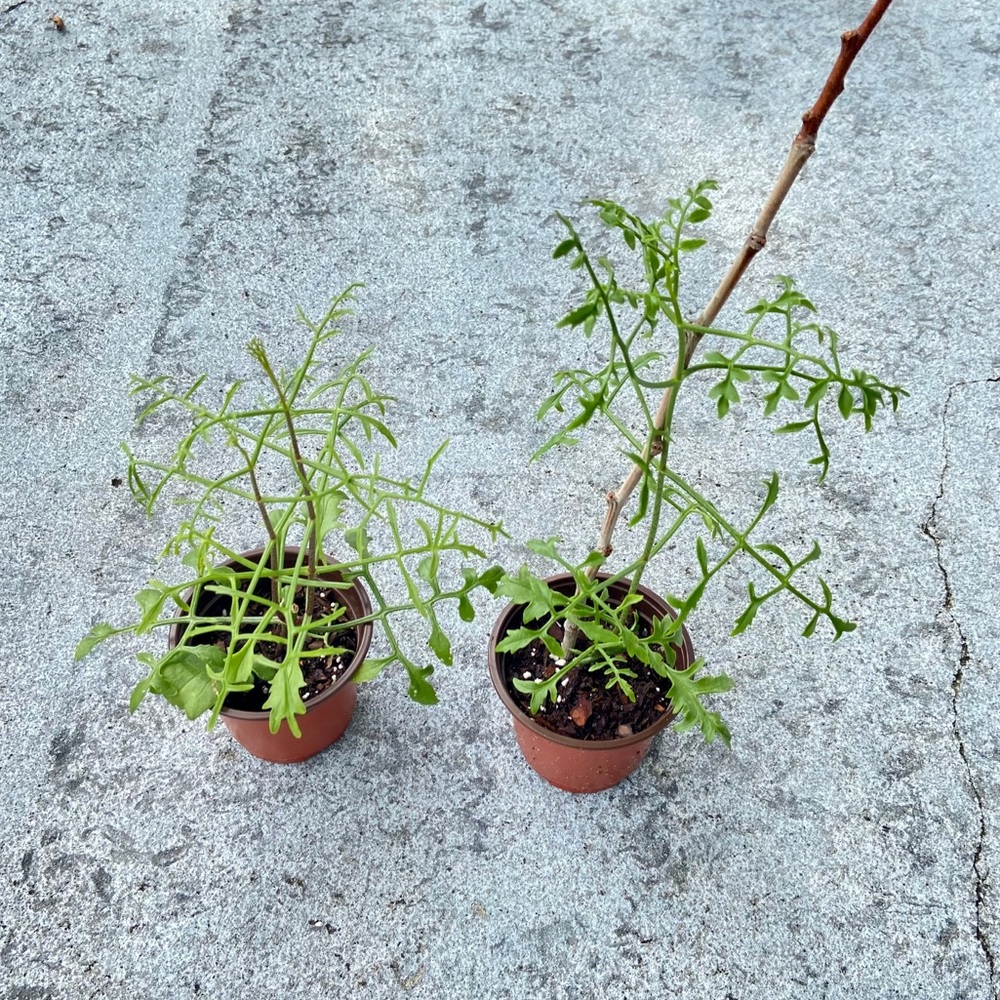 UNROOTED Cuttings RARE Kalanchoe Schizophylla Two Cuttings - Picture 8 of 17